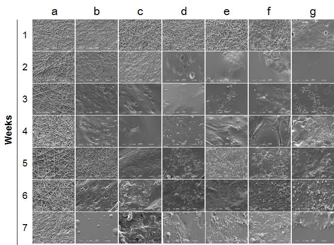 Morphology of e-beam irradiated PLGA nanofibrous mats with different dose of a) 0, b) 50, c) 100, d) 150, e) 200, f) 250 and g) 300 kGy during 7 weeks