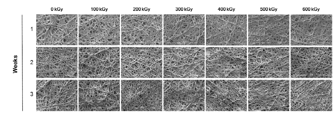 SEM image of cross-linked gelatin nanofibers after e-beam irradiation. (x1000)