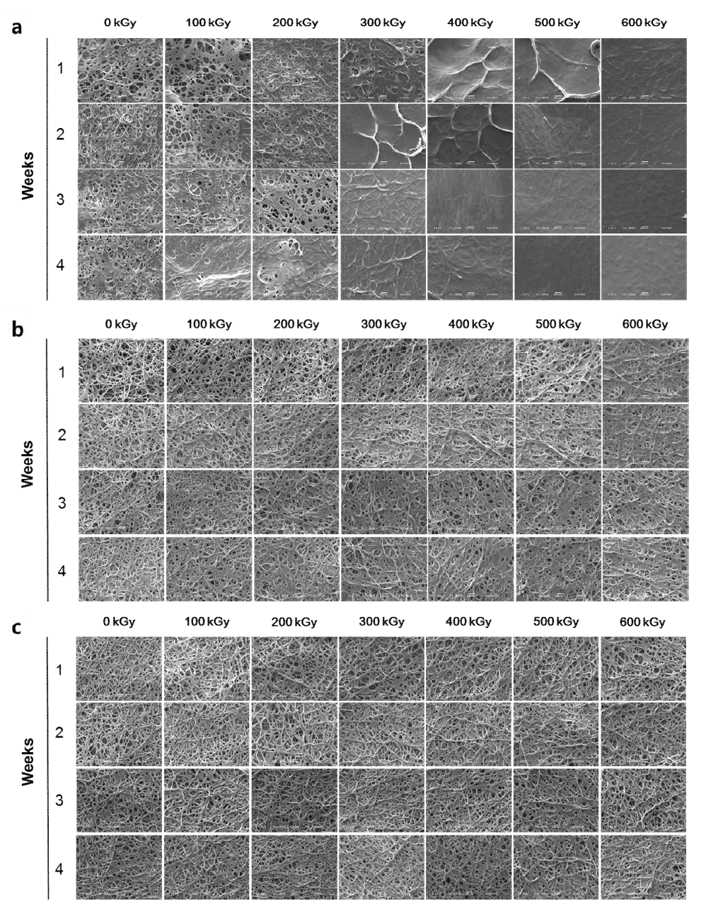 Morphology of e-beam irradiated gelatin nanofiber sheets with different cross-linking time of a) 6h, b) 12h and c) 18h during 4 weeks.