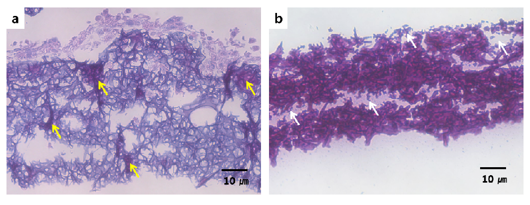 Hematoxylin and eosin staining of cells in a 6h cross-linked gelatin nanofibrous scaffold (cross section) irradiated e-beam dose of 200 kGy after a culture period of a) 1 week and b) 3 weeks of cuture.