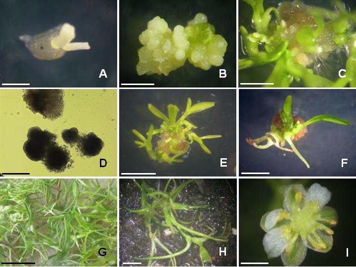 Plant regeneration of Ranunculus kazusensis Makino via somatic embryogenesis.
