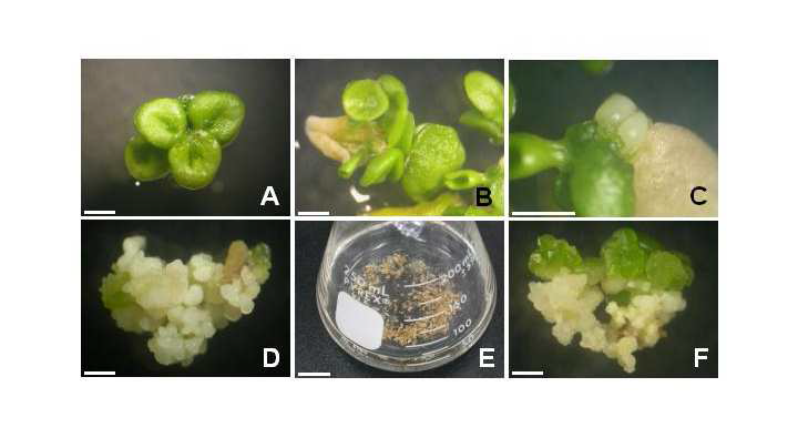 Plant regeneration from cell suspension culture of Lemna paucicostata via somatic embryogenesis.
