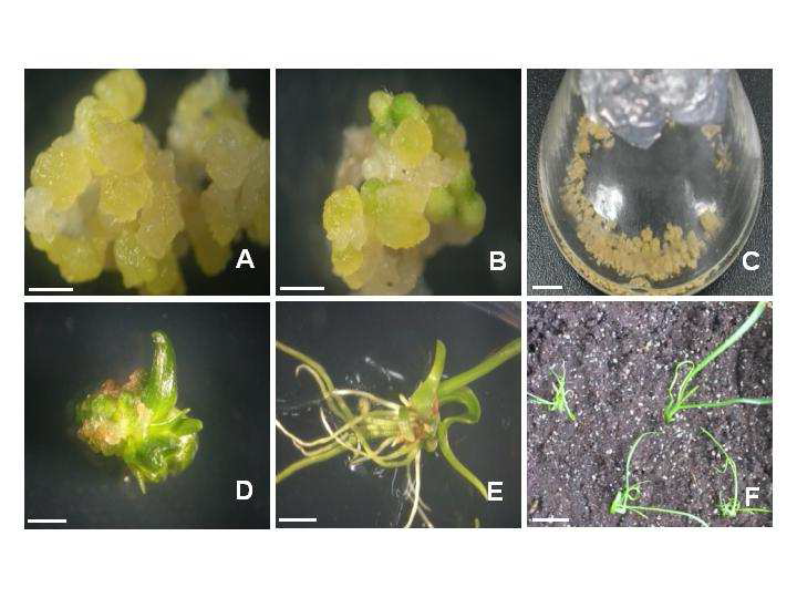Plant regeneration of Typha laxmanni L. via somatic embryogenesis.