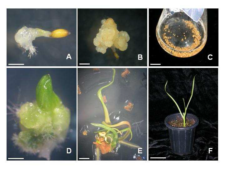 Plant regeneration of Typha orientalis C.Presl. via somatic embryogenesis.