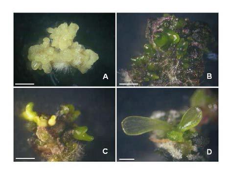 Plant regeneration of Nymphoides coreana Hara via somatic embryogenesis.