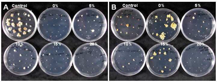 Regrowth of cryopreserved Rosa hybrida(A) and Lonicera japonica(B)cells after 4 weeks of culture on MS1D medium.
