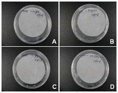 Regrowth of cryopreserved Daucus carota(A), Oenanthe javanica(B), Arabidopsis thaliana(C), and Platycodon grandiflorum albiflorum(D) cells after 4 weeks of culture on MS1D medium.