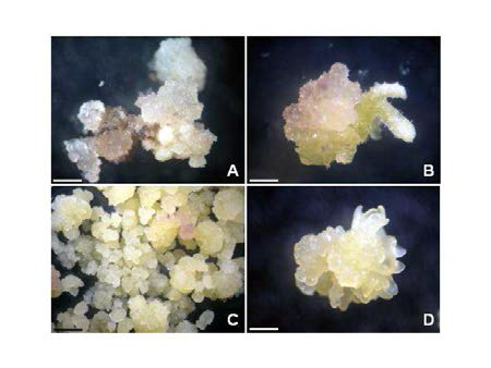 Somatic embryos and plantlets formation from cryopreserved Rosa hybrida(A, B) and Lonicera japonica(C, D).