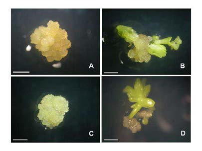 Plant regeneration of cryopreserved R. kazuensis cells after 4 weeks of culture on V medium. A-B: No-freeze control C-D:Cryopreserved cells with 15% DMSO.