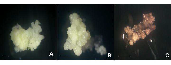 Somatic embryos formation of cryopreserved Brasenia schreberi.