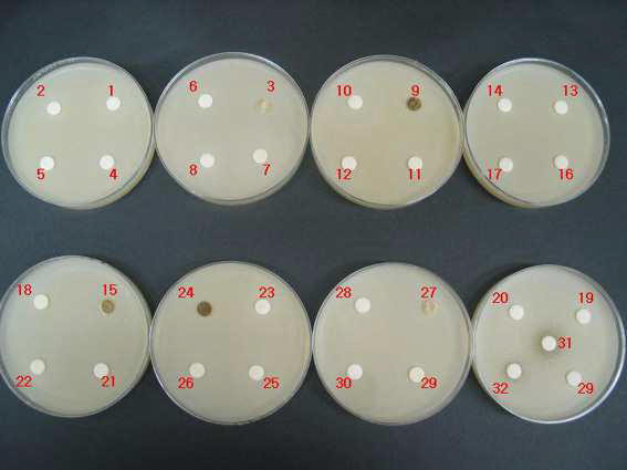 Anti-Candida albicans test of various aquatic plant cell lines.
