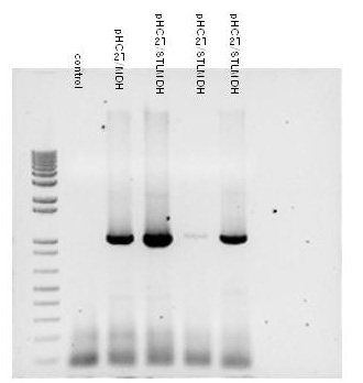 PCR analysis of putative transformation spirodela