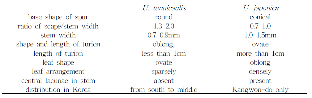 참통발(U. tenuicaulis)와 통발(U. japonica)의 식별형질 비교