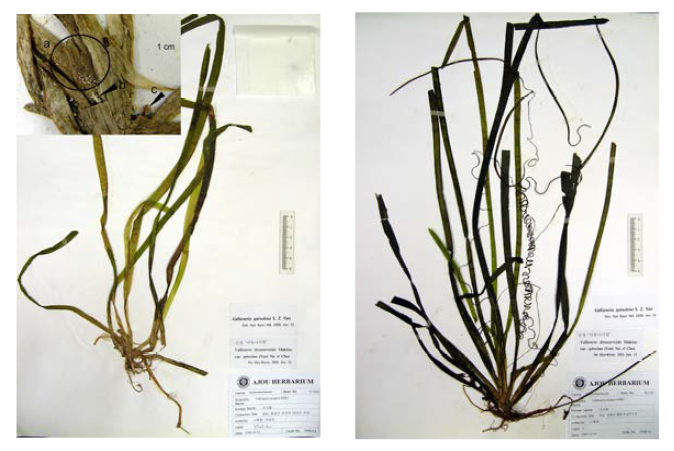 국내 미기록종 낙동나사말(V. spinulosa)의 확증표본