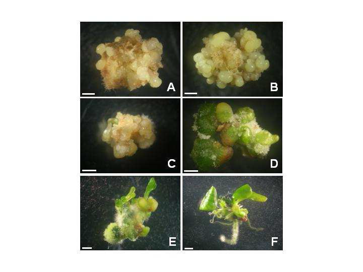 Plant regeneration of Nymphoides indica via somatic embryogenesis.
