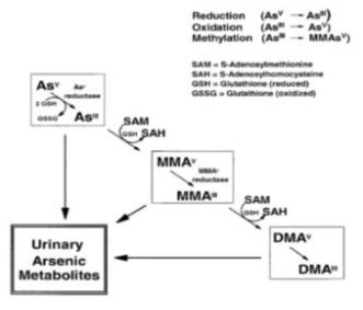 Arsenic metabolism in mammalian