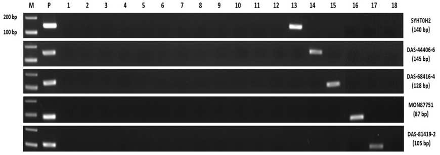 유전자변형 콩 5에 대한 정성분석용 primer sets의 특이성 확인