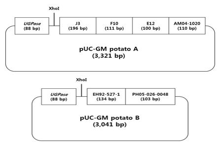 유전자변형 감자 6종의 정성분석용 표준플라스미드