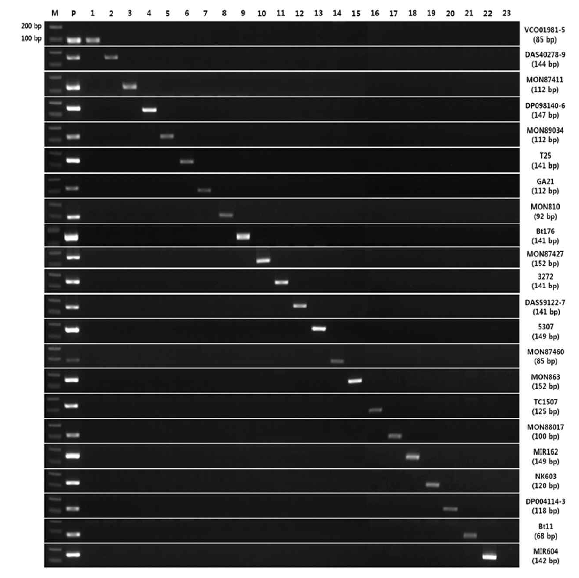 유전자변형 옥수수 22종에 대한 정성분석용 primer sets의 특이성 확인