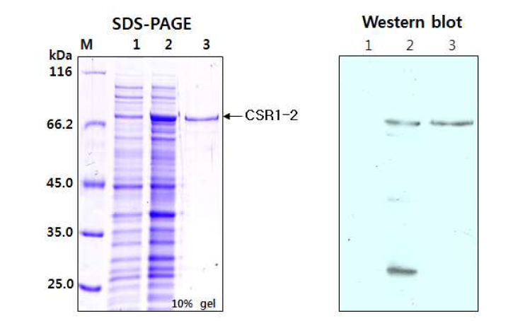 Recombinant CSR1-2 protein. Lane M: Protein molecular weight marker, lane 1: extract of un-induced cell, lane 2: extract of induced cell, lane 3: purified protein (CSR1-2)
