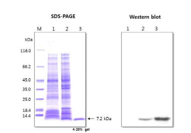 Recombinant cspB protein (MON87460)