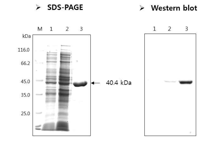Recombinant HPPDPFW336 protein (FG72)