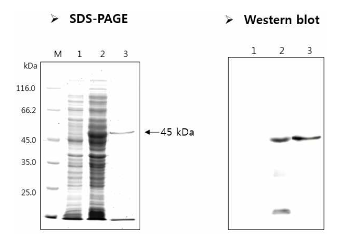 Recombinant EPSPS GRG23ACE5 protein (VCO-01981-5)