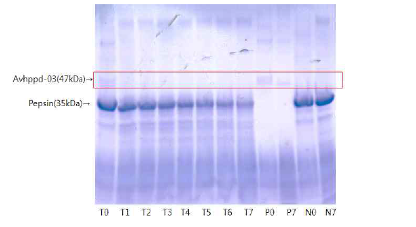 유전자변형 콩 삽입단백질 AVHPPD-03의 인공위액을 이용한 소화성 시험 결과
