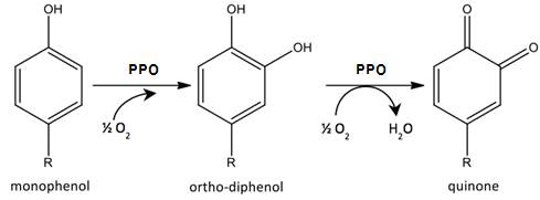 Polyphenol oxidase 반응 원리.