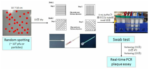Swab sampling 실험 과정