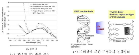 자외선에 의한 미생물의 불활성화 메커니즘