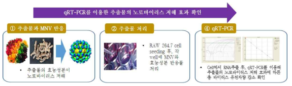 RAW 264.7 세포주를 이용한 qRT-PCR 수행방법.