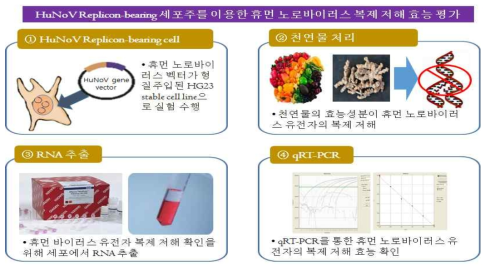 HG23 replicon-bearing 세포주를 이용한 휴먼 노로바이러스 복제 저해 효능 평가 수행 방법