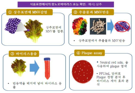 식품표면에서의 항노로바이러스 효능 평가 수행 방법. 예) 상추