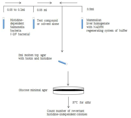 Ames test 수행방법