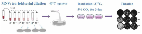 Plaque assay 실험 방법