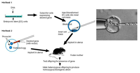 C57BL/6의 배아세포에 hFUT2를 과발현하는 vector를 미세삽입하여 chimera를 획득하고, backcross breeding을 통한 transgenic mice 제작 모식도