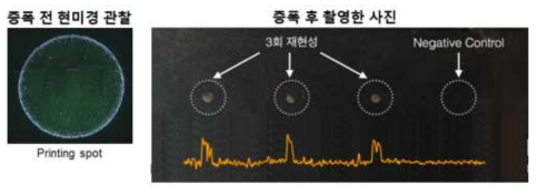 구리 광증폭 1차 결과 이미지