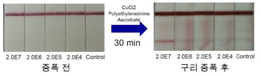 구리 껍질 증폭 전과 후 비교