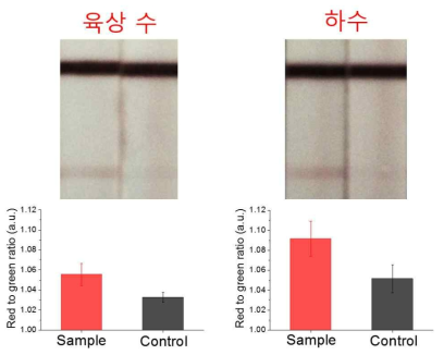 구리 껍질 증폭 기반 멤브레인 검지법을 통한 환경시료 적용