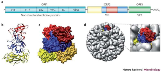Genome organization and capsid structure of norovirus