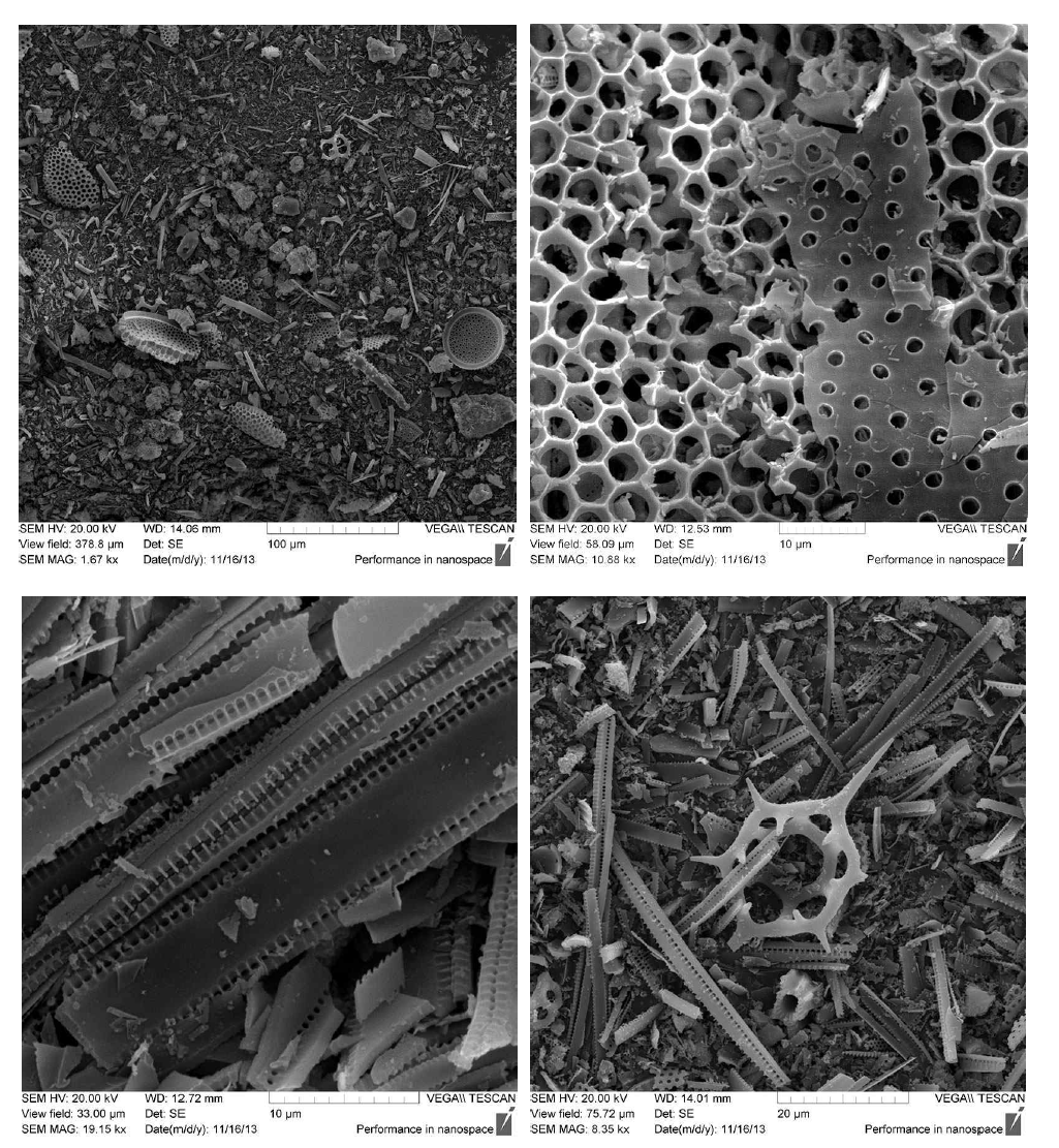제3세부과제 연구실 보유 다공성 규조토의 주사전자현미경 사진