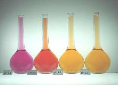 Carminic acid solution at different pH (7 -5 -4 and 3)