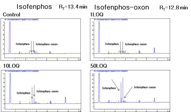 고추-Isofenphos 및 대사산물 크로마토그램 (무처리, LOQ, 10 LOQ, 50 LOQ)