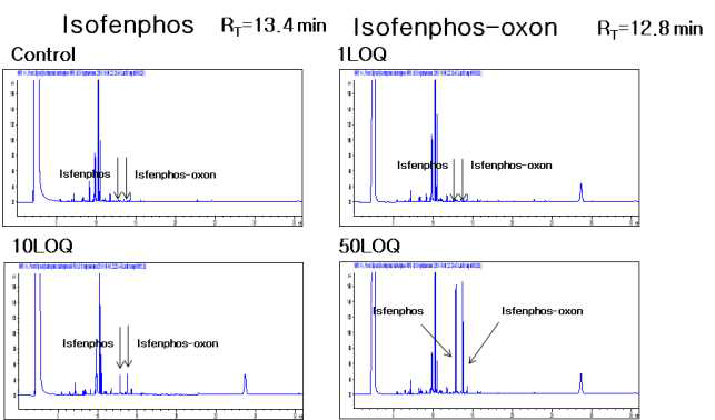 감귤-Isofenphos 및 대사산물 크로마토그램 (무처리, LOQ, 10 LOQ, 50 LOQ)