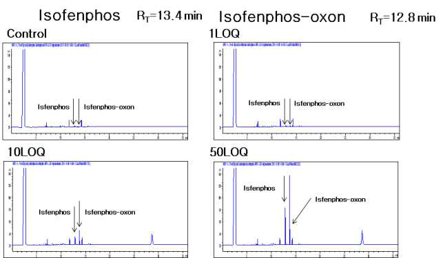 감자-Isofenphos 및 대사산물 크로마토그램 (무처리, LOQ, 10 LOQ, 50 LOQ)