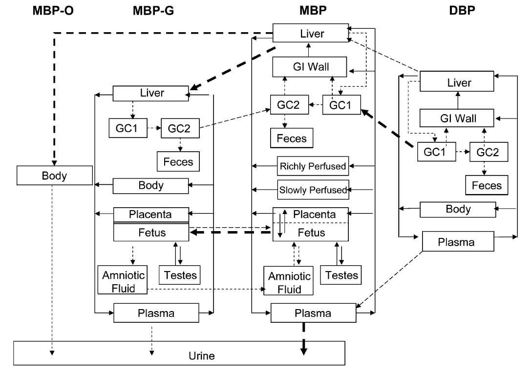 PBPK model structure of DBP and MBP in rat