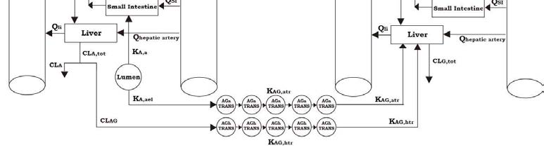 Parent-metabolite PBPK 모델의 예시.