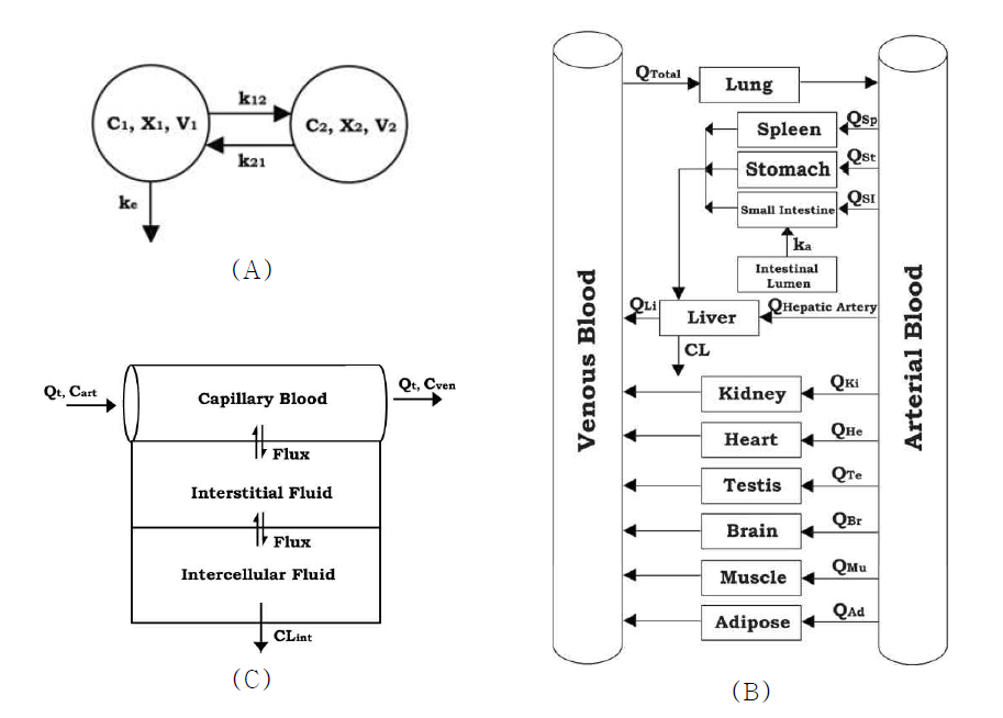 전형적인 (A) compartment 모델 (B) PBPK 모델 그리고 (C) PBPK 모델의 membrane permeability tissue compartment의 도식