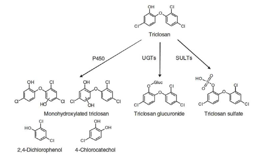 Triclosan의 대사 경로